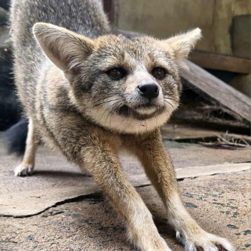 Casal de raposinhas são novos moradores do Zoologico de Goiania. Foto: Jordanna Maria da Serra Santos