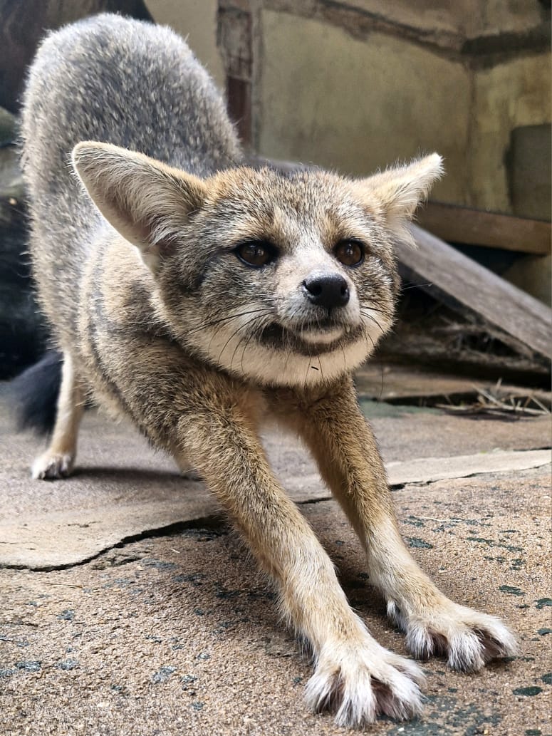 Casal de raposinhas são novos moradores do Zoologico de Goiania. Foto: Jordanna Maria da Serra Santos