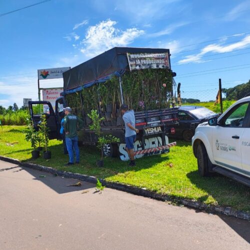 Agrodefesa fiscaliza comércio ilegal de mudas de plantas. Foto: Divulgação/Agrodefesa