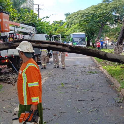 Queda de árvores em Goiânia. Foto: Comurg