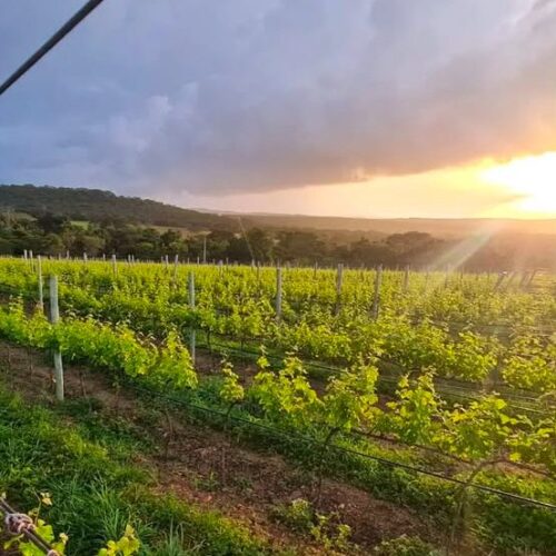 Vinícola Monte Castelo