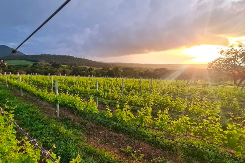 Vinícola Monte Castelo