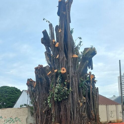 Gameleira da Avenida Araguaia será removida pela Prefeitura. Foto: Reprodução