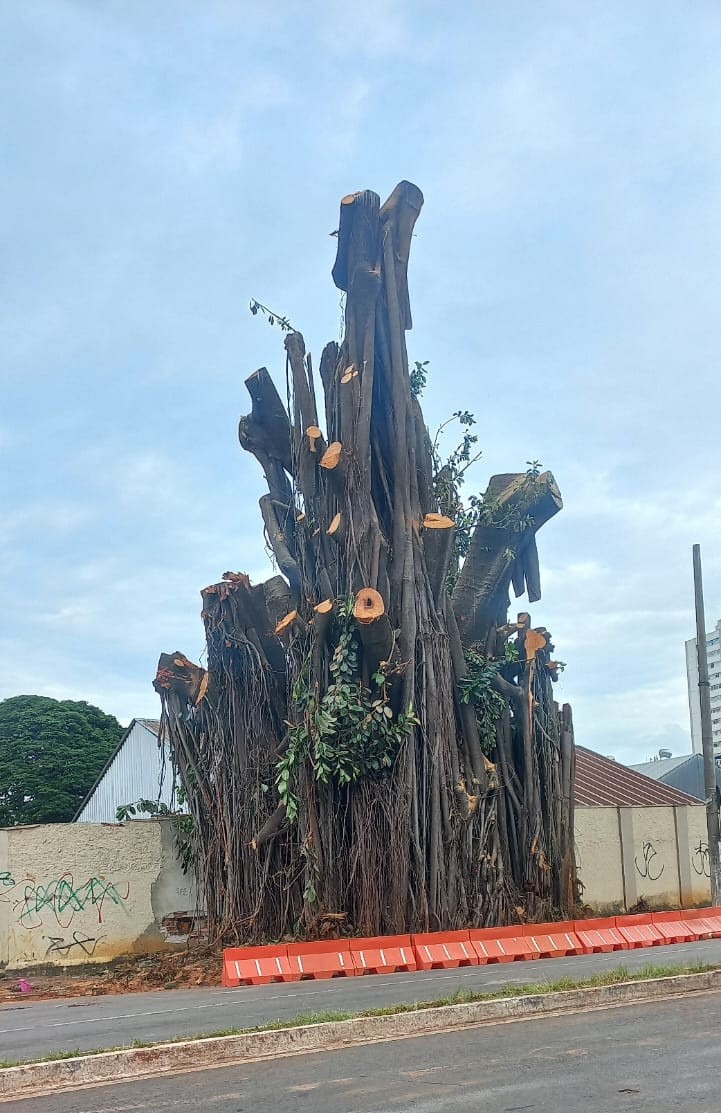 Gameleira da Avenida Araguaia será removida pela Prefeitura. Foto: Reprodução