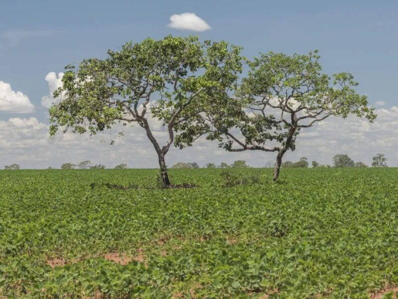 Rio Meia Ponte. Foto: Governo de Goiás