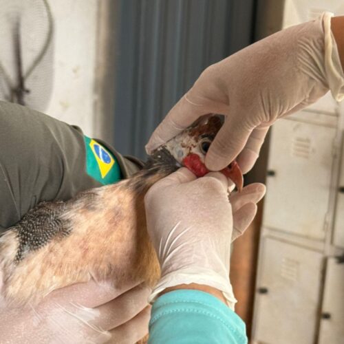 Gripe aviária_Agrodefesa e Enio TavaresGripe aviária_Agrodefesa e Enio Tavares