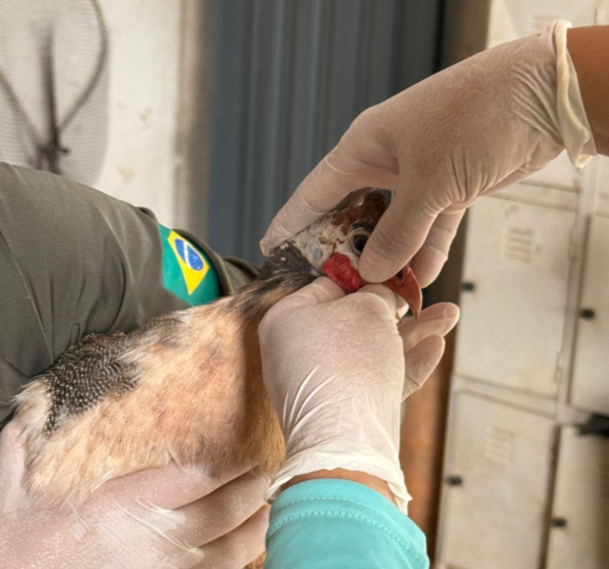 Gripe aviária_Agrodefesa e Enio TavaresGripe aviária_Agrodefesa e Enio Tavares