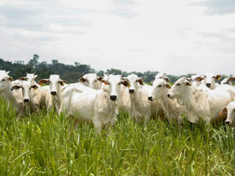 SEAPA_GOIAS_BATE_RECORDE_NO_ABATE_DE_BOVINOS-LUCAS EUGENIO