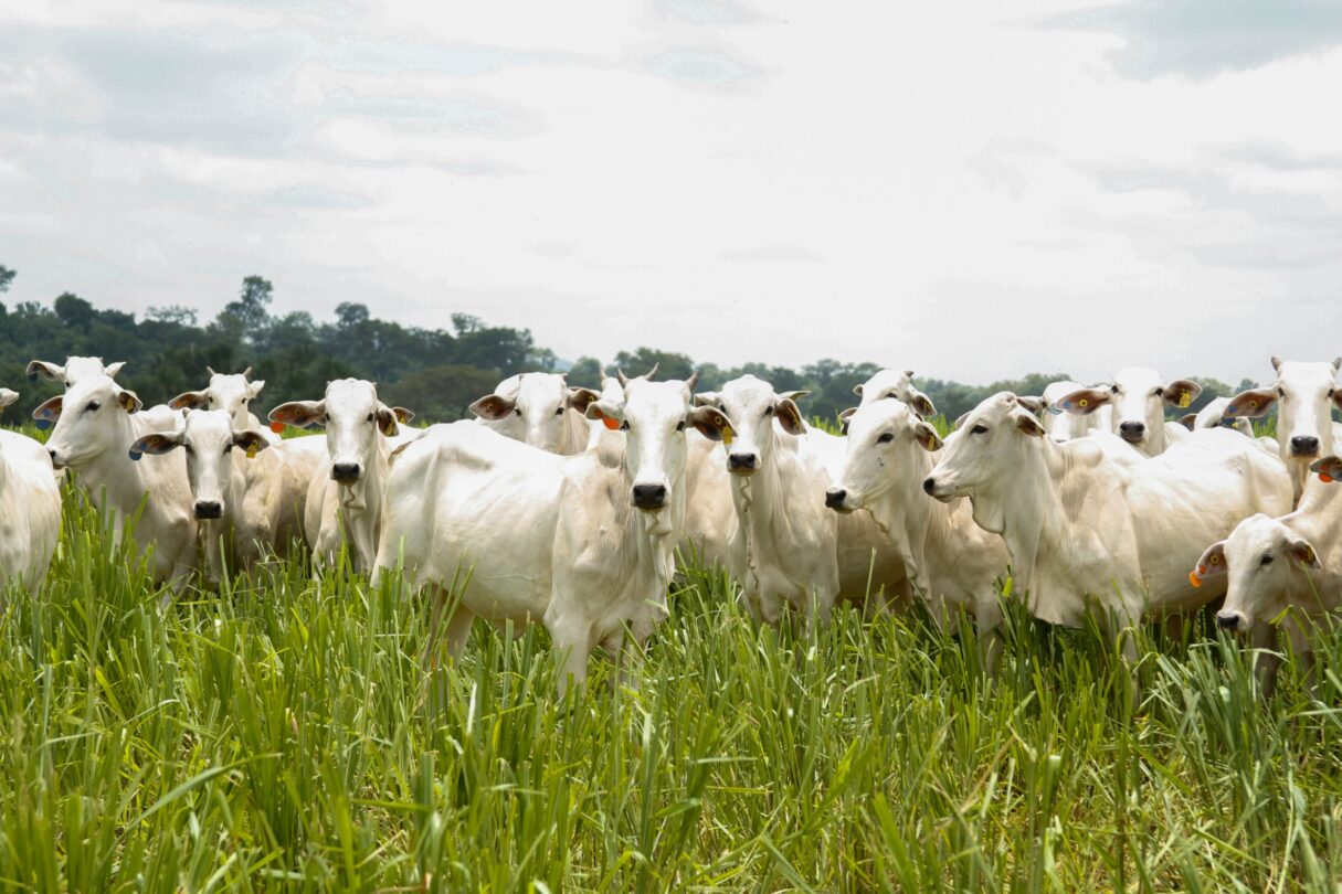 SEAPA_GOIAS_BATE_RECORDE_NO_ABATE_DE_BOVINOS-LUCAS EUGENIO