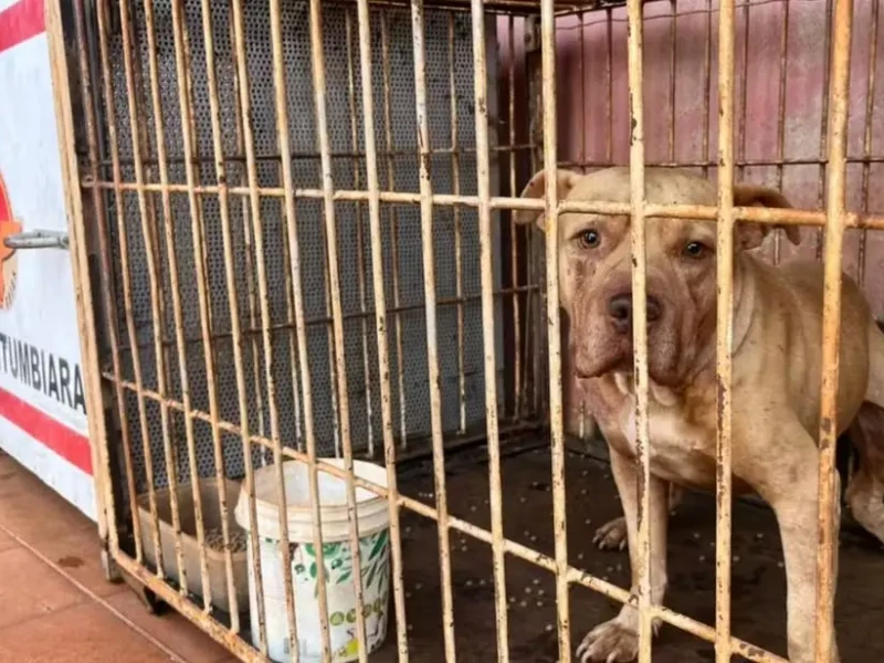 Menino de 4 anos é morto por pit bull em Itumbiara