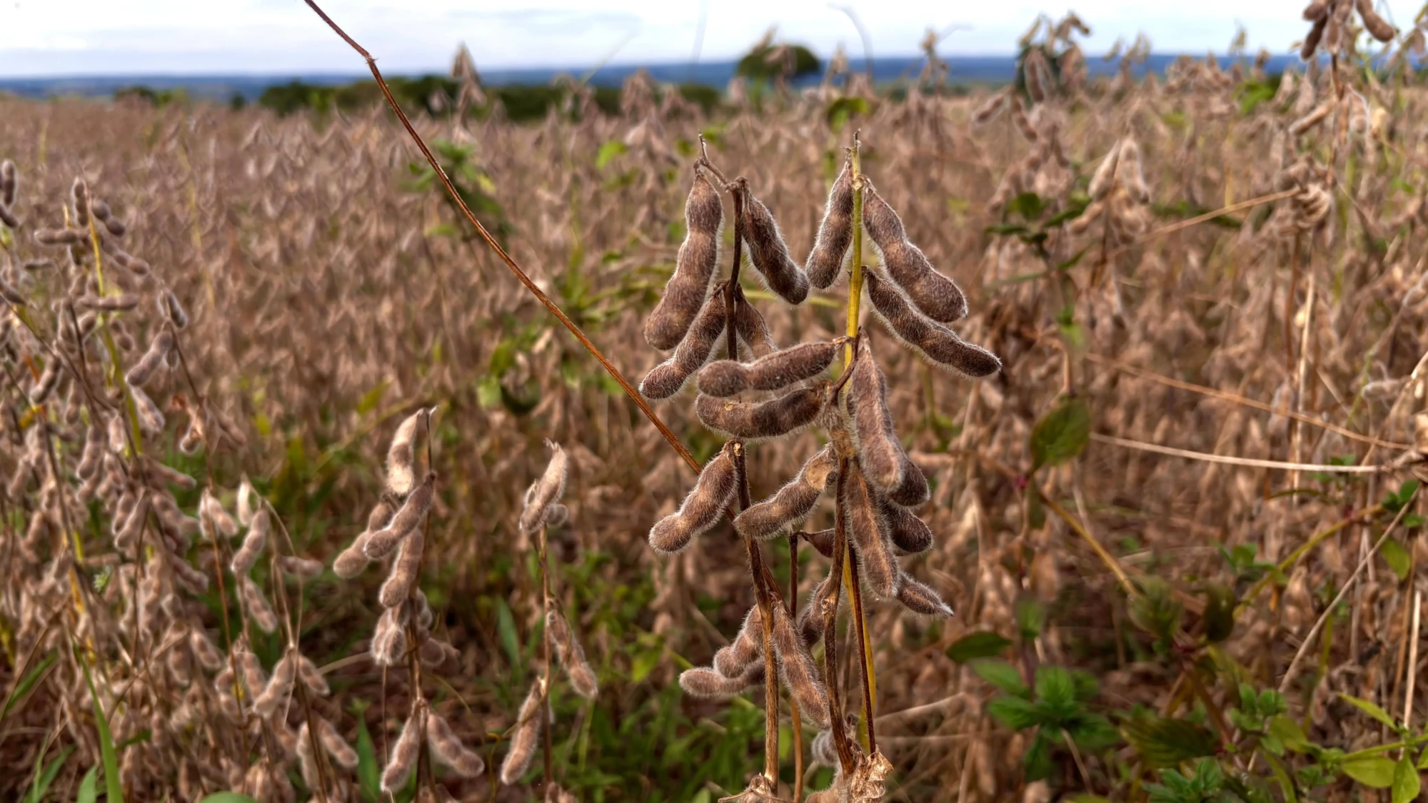produção de grãos em Goiás - Lucas Eugênio