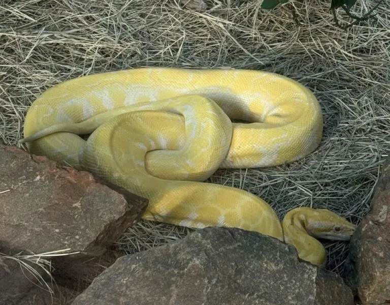 cobras do serpentário do Zoológico de Goiania_divulgação