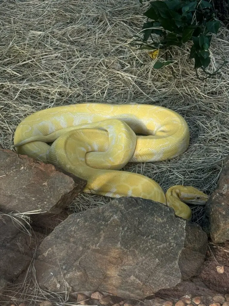 cobras do serpentário do Zoológico de Goiania_divulgação