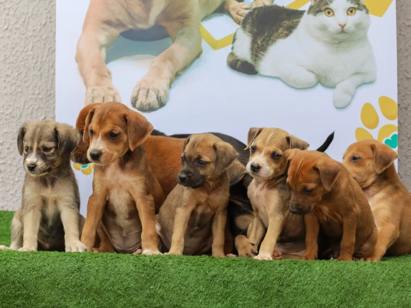 cachorros para adoção_divulgação