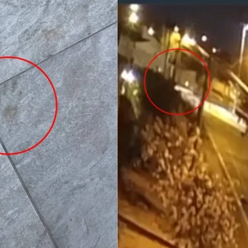 Mistério em Jataí casal relata aparição de onça nas ruas, mas animal não é localizado