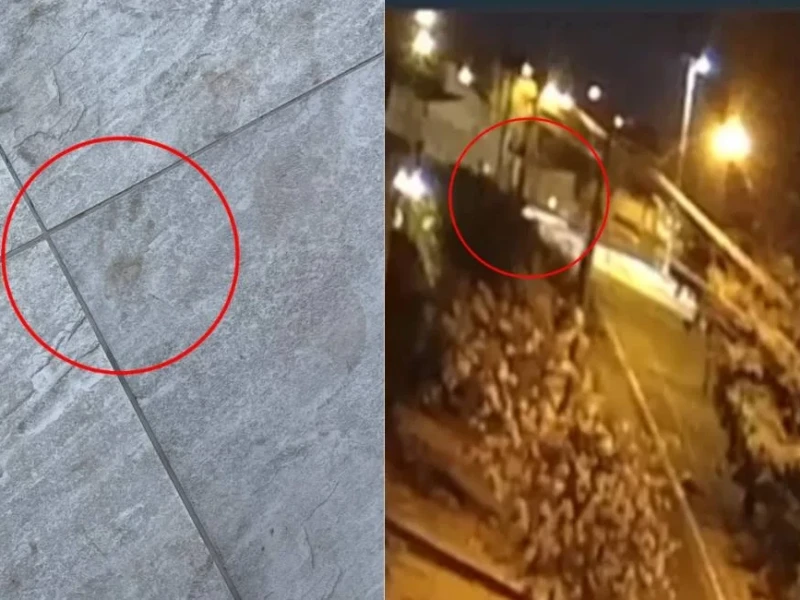 Mistério em Jataí casal relata aparição de onça nas ruas, mas animal não é localizado