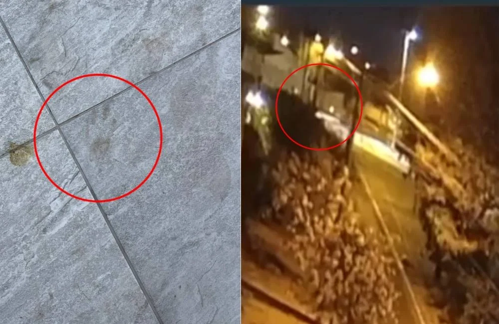 Mistério em Jataí casal relata aparição de onça nas ruas, mas animal não é localizado