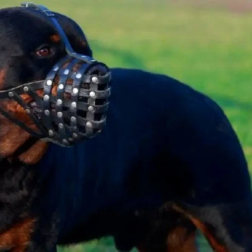 Uso da focinheira passará a ser obrigatório em locais públicos se prefeito sancionar Foto reprodução portal Cães Online