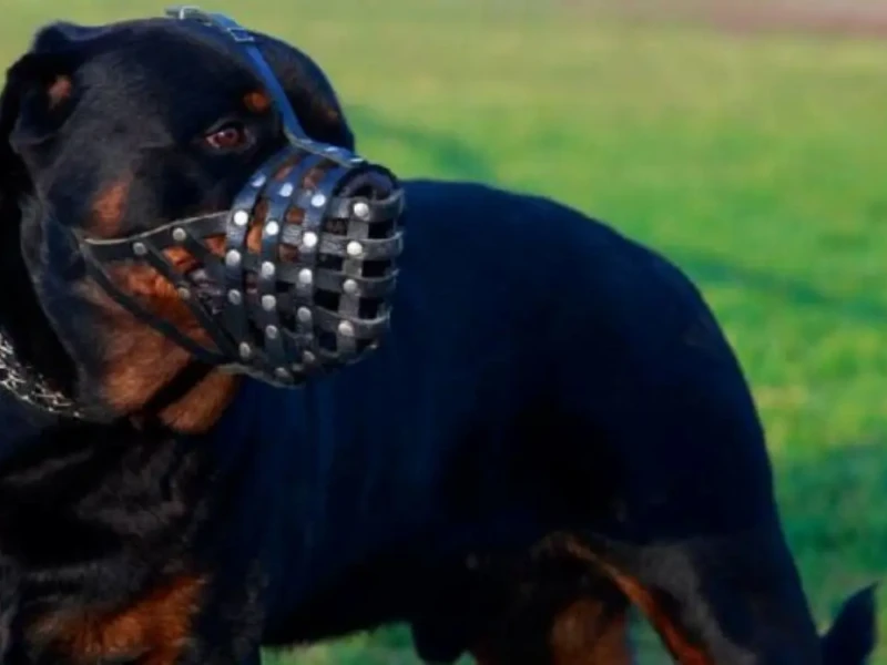 Uso da focinheira passará a ser obrigatório em locais públicos se prefeito sancionar Foto reprodução portal Cães Online