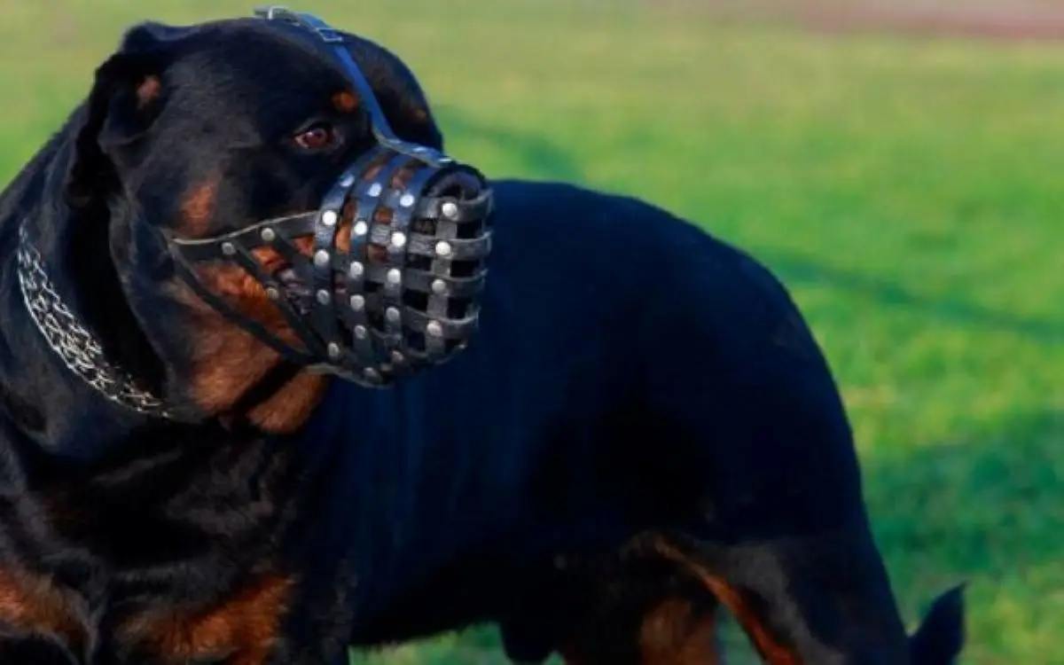 Uso da focinheira passará a ser obrigatório em locais públicos se prefeito sancionar Foto reprodução portal Cães Online