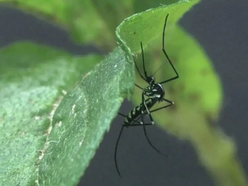 Haemagogus-leucocelaenus é um dos transmissores da febre amarela Foto reprodução