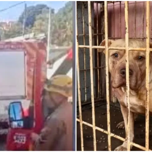 Idosa de 75 anos morre após ataque de pit bull em Anápolis