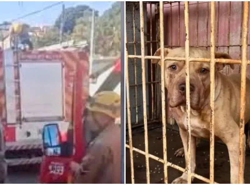 Idosa de 75 anos morre após ataque de pit bull em Anápolis