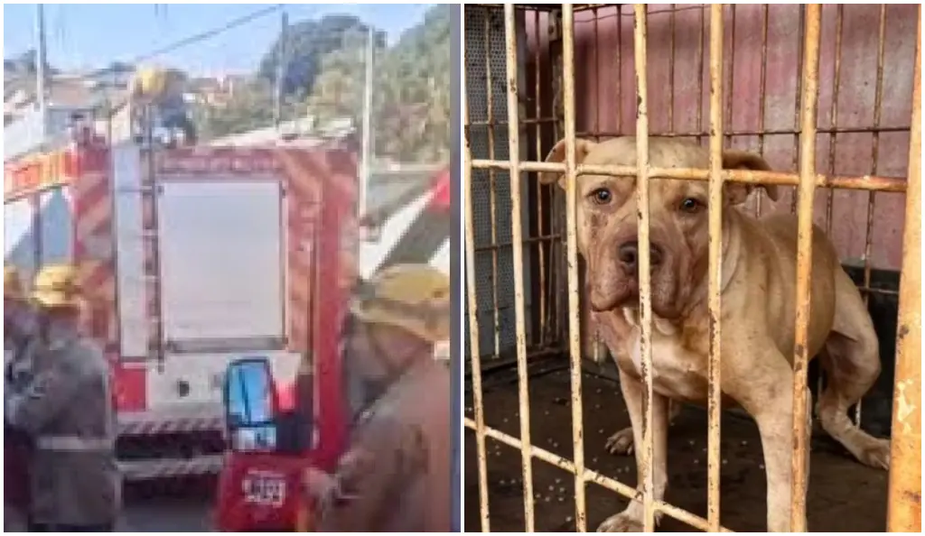 Idosa de 75 anos morre após ataque de pit bull em Anápolis