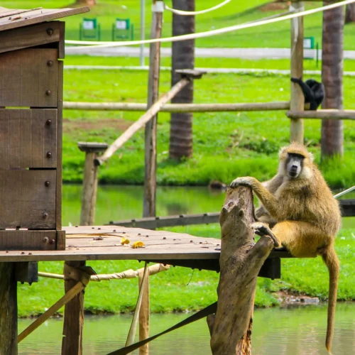 Quatro macacos testam positivo para febre amarela em Goiás