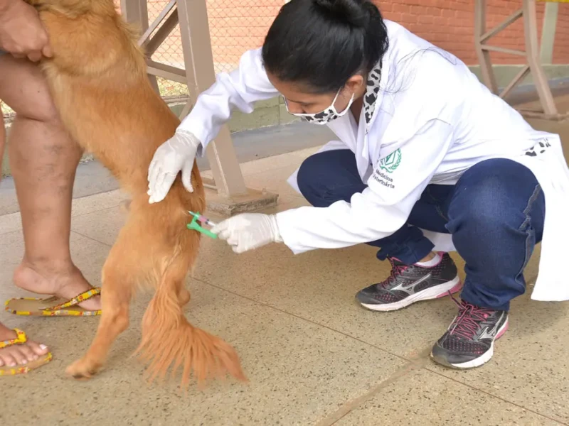 VACINACAO-ANTIRRABICA-ENIO-MEDEIROS-10-SITE-2