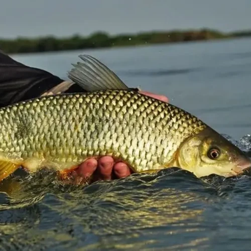 Goiás abre consulta pública para avaliar risco de extinção de espécies de peixes