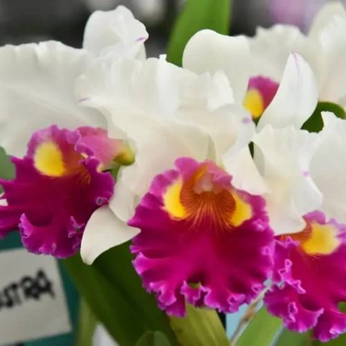 Aparecida recebe 22ª Exposição de Orquídeas e Rosas do Deserto com entrada gratuita