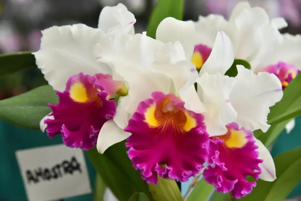 Aparecida recebe 22ª Exposição de Orquídeas e Rosas do Deserto com entrada gratuita