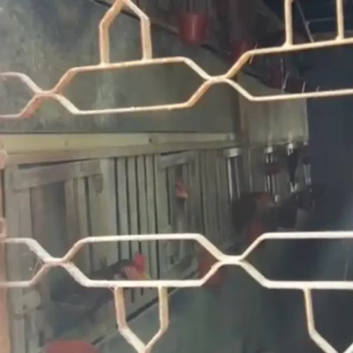 Rinha de galo é descoberta durante ação de desobstrução de via em Aparecida de Goiânia