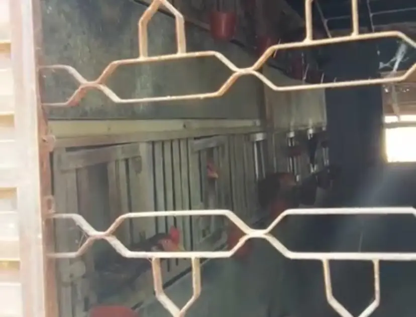 Rinha de galo é descoberta durante ação de desobstrução de via em Aparecida de Goiânia