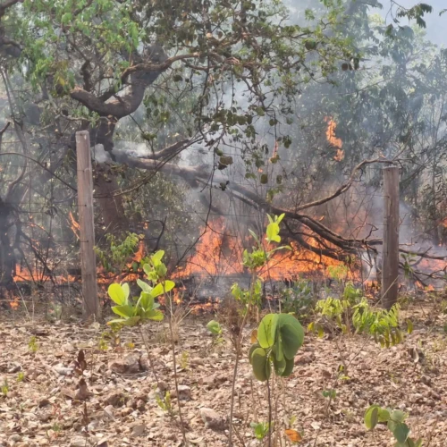 Incêndio na Chapada dos Veadeiros destrói mais de 3 mil hectares e mobiliza equipes de combate