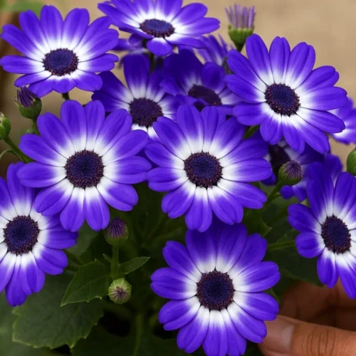 Como prolongar as cores vibrantes da cinerária mesmo em dias quentes de verão