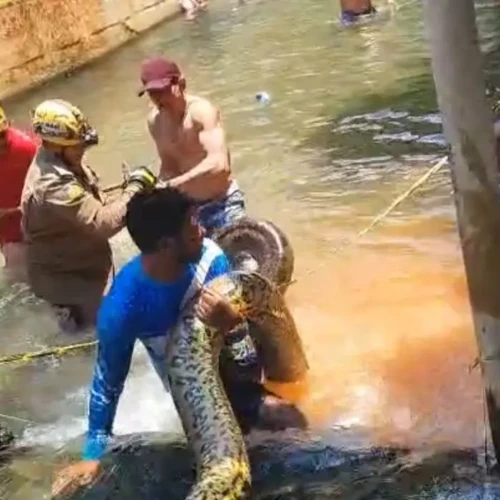 Sucuri de cinco metros é retirada de área de banho em hotel de Rio Quente