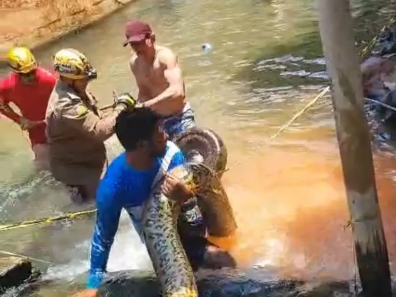 Sucuri de cinco metros é retirada de área de banho em hotel de Rio Quente
