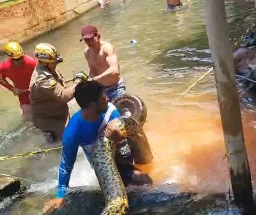 Sucuri de cinco metros é retirada de área de banho em hotel de Rio Quente