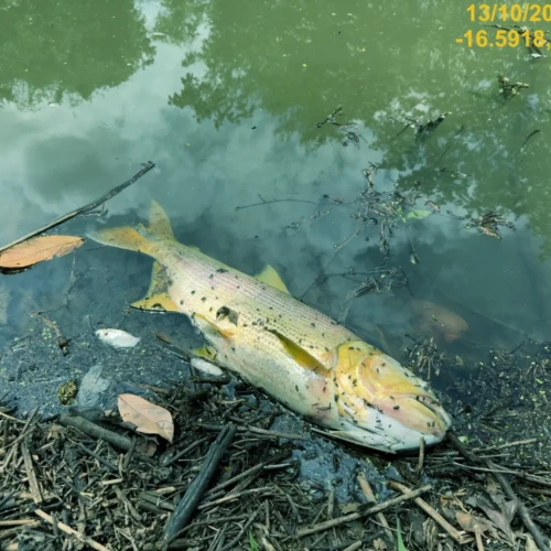 SEMAD investiga possível contaminação de córrego em Trindade por empresa de curtume