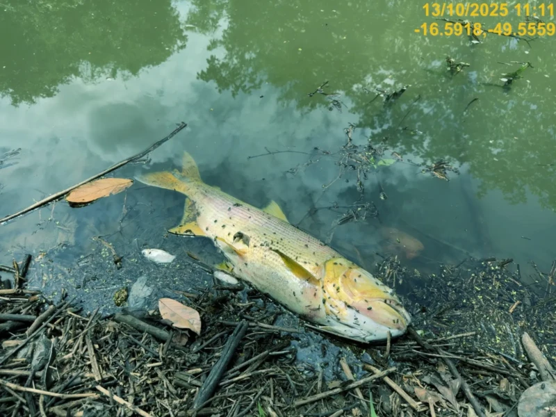 SEMAD descarta presença de substância cancerígena em córrego de Bela Vista de Goiás