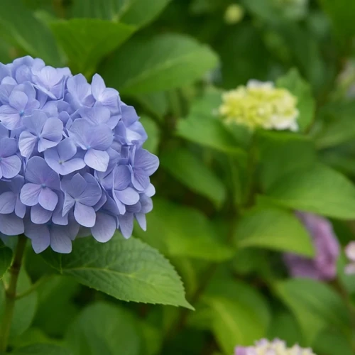 Hortênsia sem flores Veja o segredo da adubação que ativa brotos novos