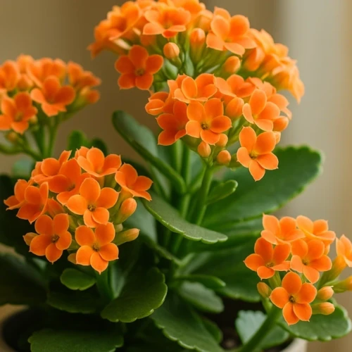 Como o kalanchoe floresce várias vezes ao ano mesmo em locais pequenos