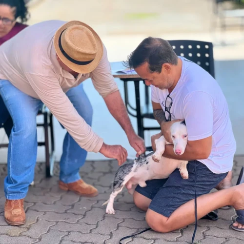 Goiânia passa a oferecer vacinação antirrábica permanente em 10 pontos da cidade