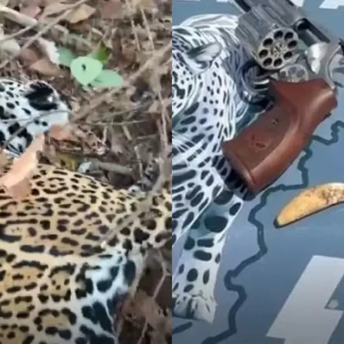Dois dos maiores caçadores de onças-pintadas do Brasil são presos em Goiás