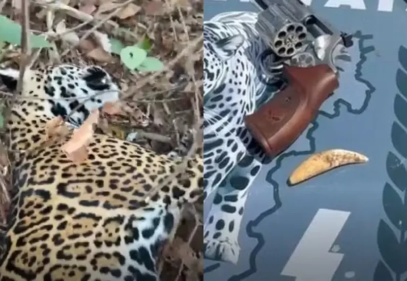 Dois dos maiores caçadores de onças-pintadas do Brasil são presos em Goiás