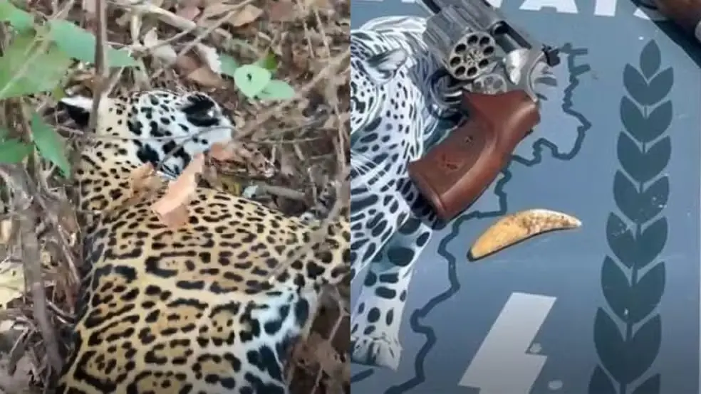 Dois dos maiores caçadores de onças-pintadas do Brasil são presos em Goiás