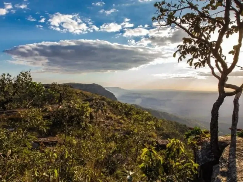 Reconhecimento nacional na agenda de créditos de carbono foi levado à COP30 - Foto divulgação Semad