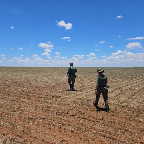 Ibama aplica mais de R$ 1 milhão em multas por cultivo ilegal de transgênicos em Goiás
